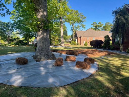 Large tree in a front yard with white landscape fabric, rocks, and a brick house in the background