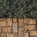 Green shrub above tan stone paving in a close-up textured pattern