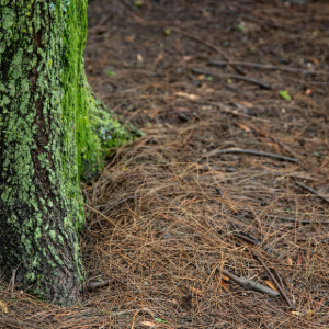 Close-up of a moss-covered tree trunk beside a pine needle-covered forest floor