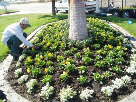 Person tending a circular flower bed around a palm tree with yellow and white flowers
