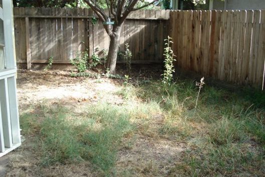Backyard with a wooden fence, tree, and patchy grass in sunlight