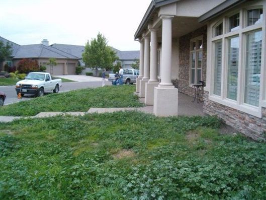 Front yard with a stone house, porch columns, driveway, and parked pickup truck in a suburban neighborhood.