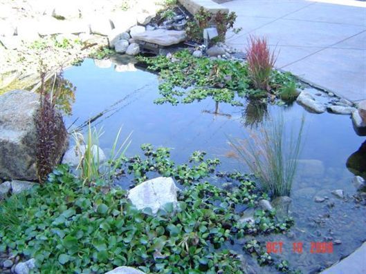 Small garden pond with floating plants, rocks, and a concrete path beside it.