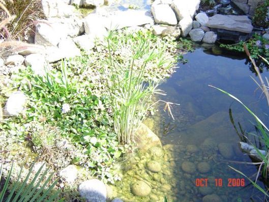 Small garden pond with clear water, rocks, and green plants along the edge.