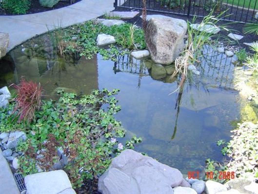 Small garden pond with rocks, aquatic plants, and reflections of trees and sky