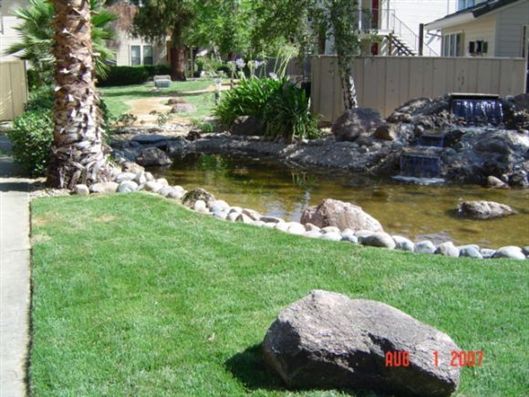 Backyard pond with rocks, green lawn, palm tree, and a small waterfall by a house