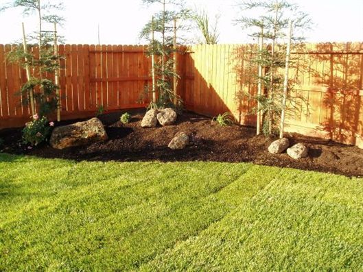 Backyard with green lawn, bamboo plants, rocks, and a wooden fence in warm sunlight