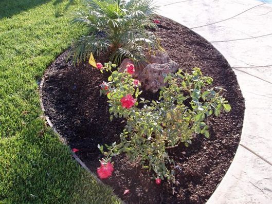 Small landscaped flower bed with pink blooms and a young tree beside a sidewalk and lawn