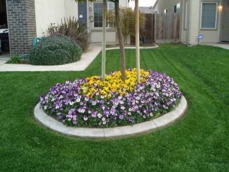 Circular flower bed with purple and yellow flowers around young trees in a landscaped courtyard