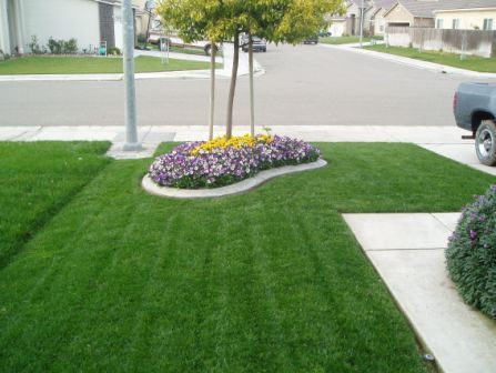 Suburban front lawn with striped grass and a flower bed near the sidewalk and street.