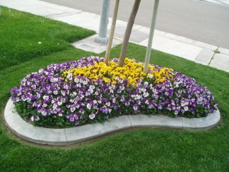 Flower bed with purple and yellow flowers in a curved concrete planter beside a sidewalk