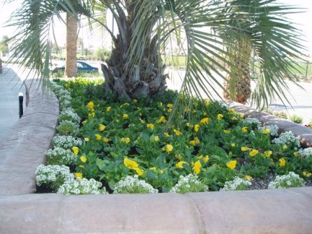 Palm-lined flower bed with yellow blooms beside a curved brick walkway and waterfront.