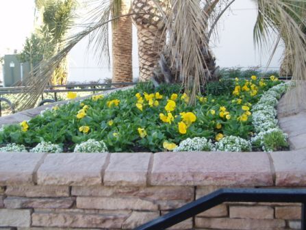 Yellow flowers in a landscaped bed beside a palm tree and stone retaining wall