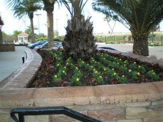 Landscaped planter with palm trees and flowers beside a curved sidewalk and parking area
