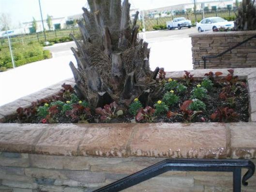 Large palm tree in a stone planter with flowers along a sidewalk near parked cars.