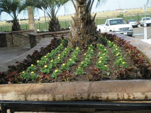 Palm tree in a landscaped flower bed with green and red plants beside a roadside walkway.