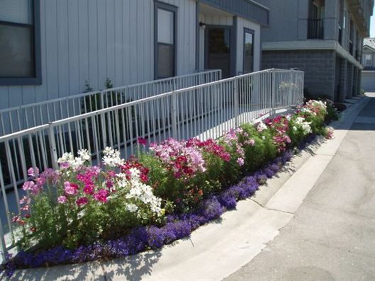 Flower bed with pink, white, and purple blooms along a sidewalk beside a building and railing