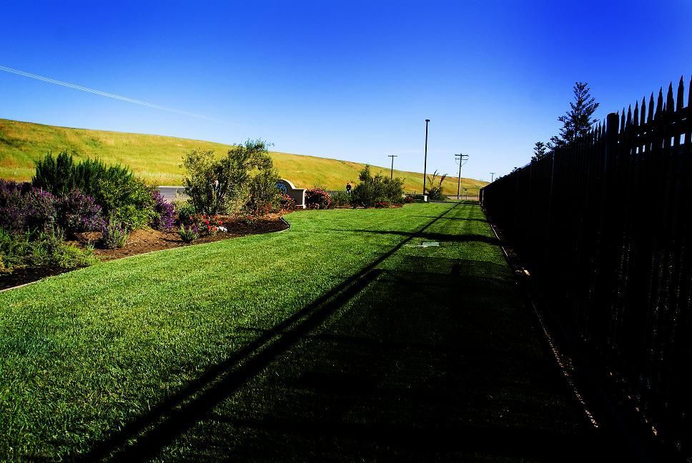 Sunny green lawn beside a fence and shrubs under a clear blue sky