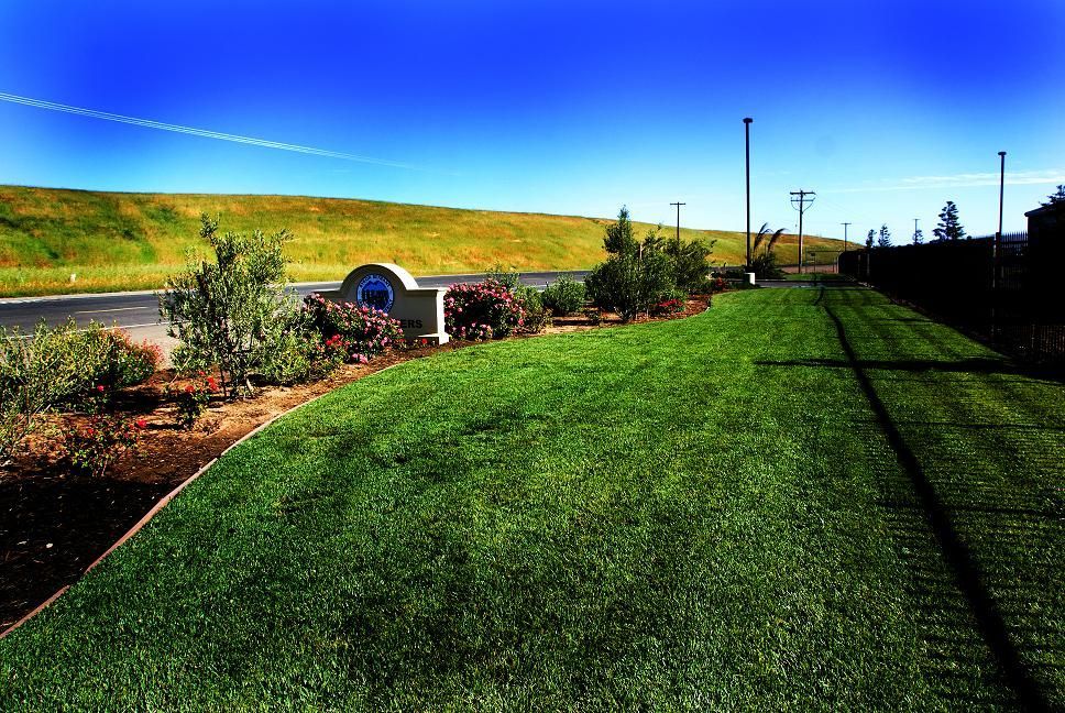Sunny roadside landscape with green grass, flowering shrubs, and a road under a clear blue sky