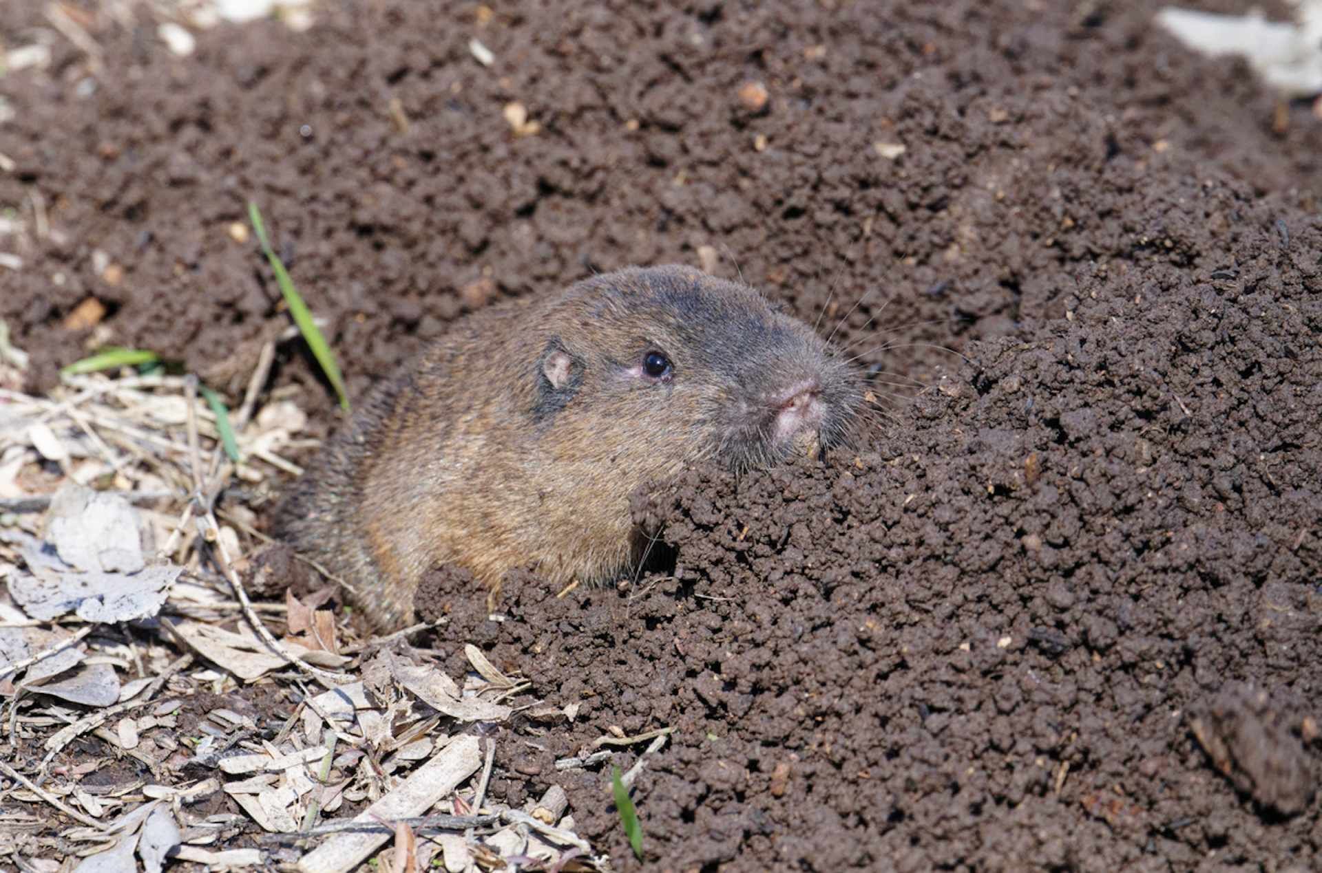 Small brown rodent peeking out of a dirt burrow, surrounded by soil and leaves