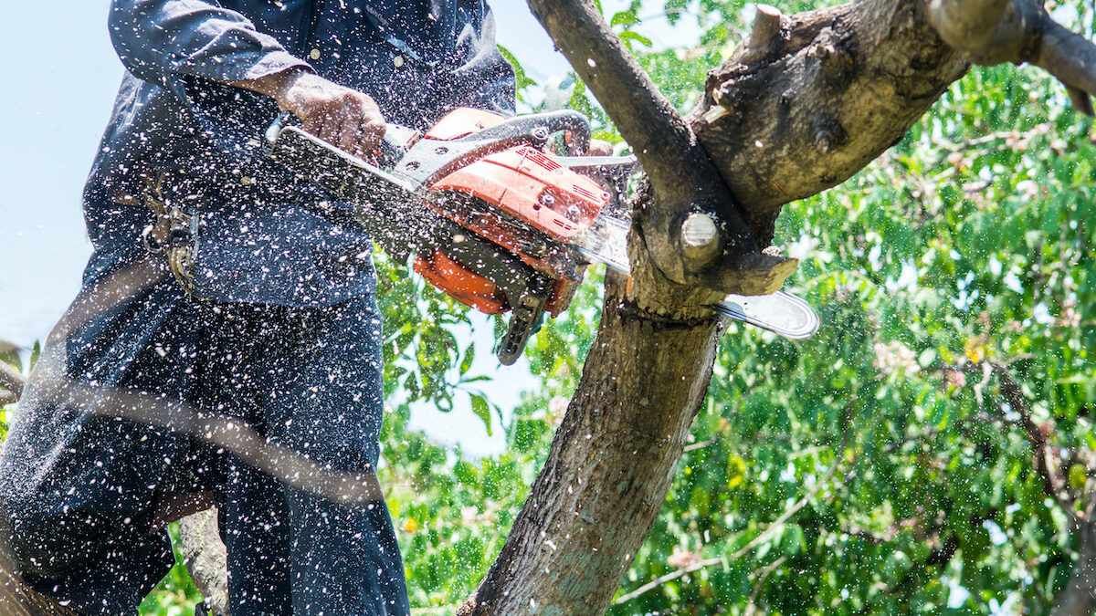 Person pruning a tree with orange-handled shears in a sunlit orchard with green leaves.