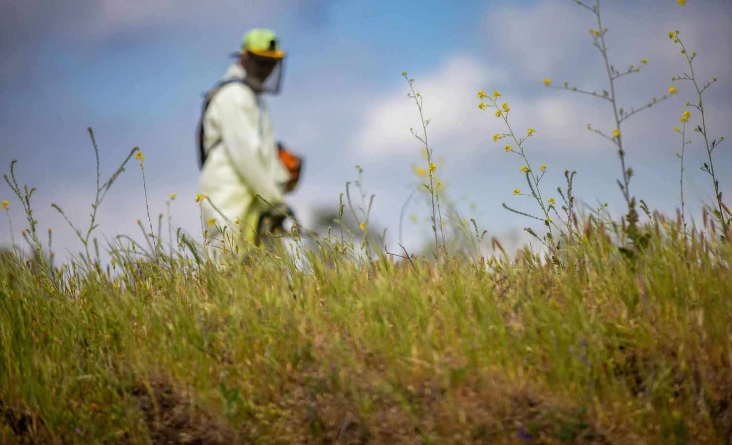 Worker in a yellow hard hat walking through tall grass under a blue sky