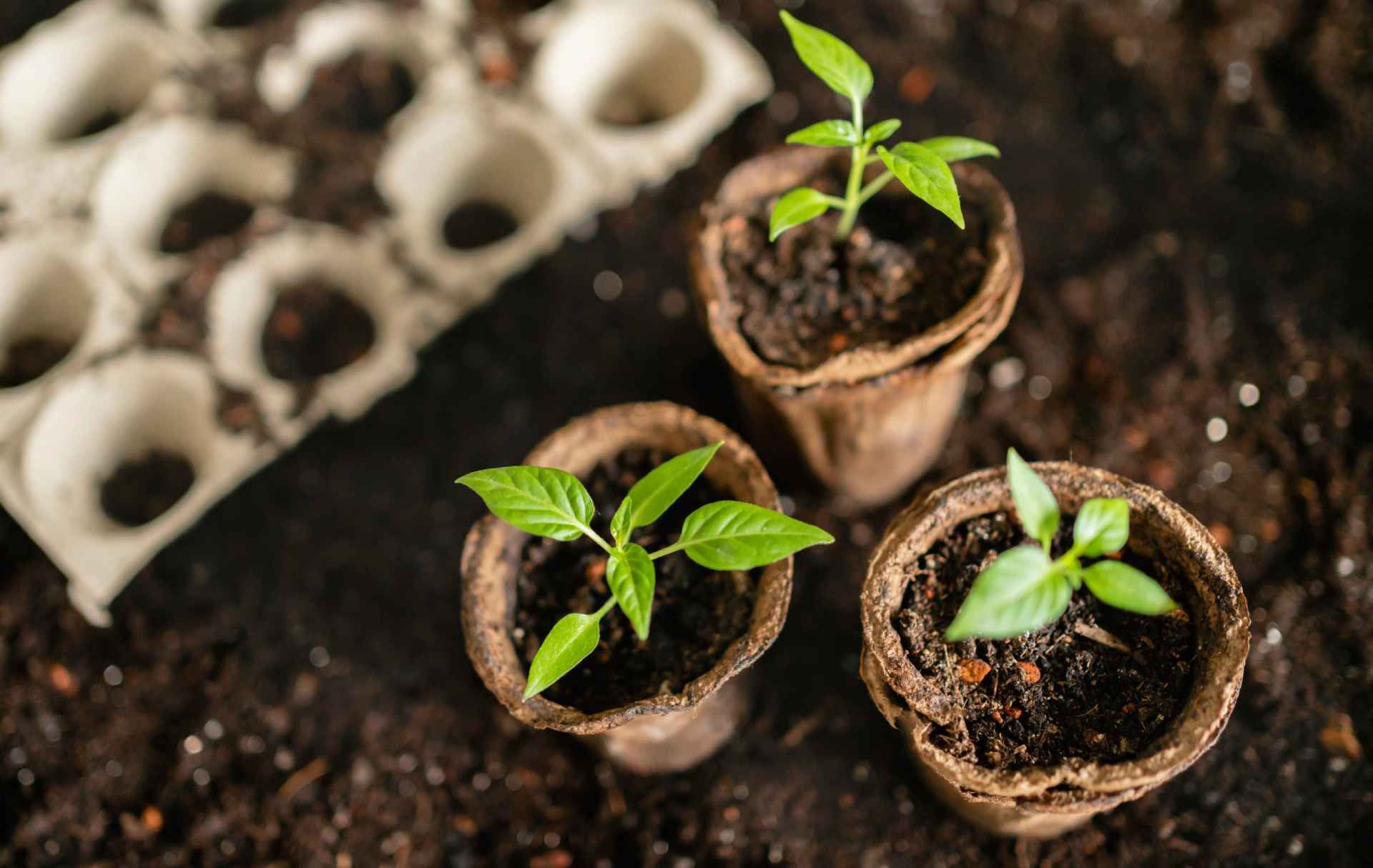Three green seedlings in small peat pots on dark soil beside an egg carton