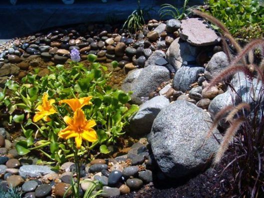 Yellow flowers among river rocks and pebbles in a garden bed