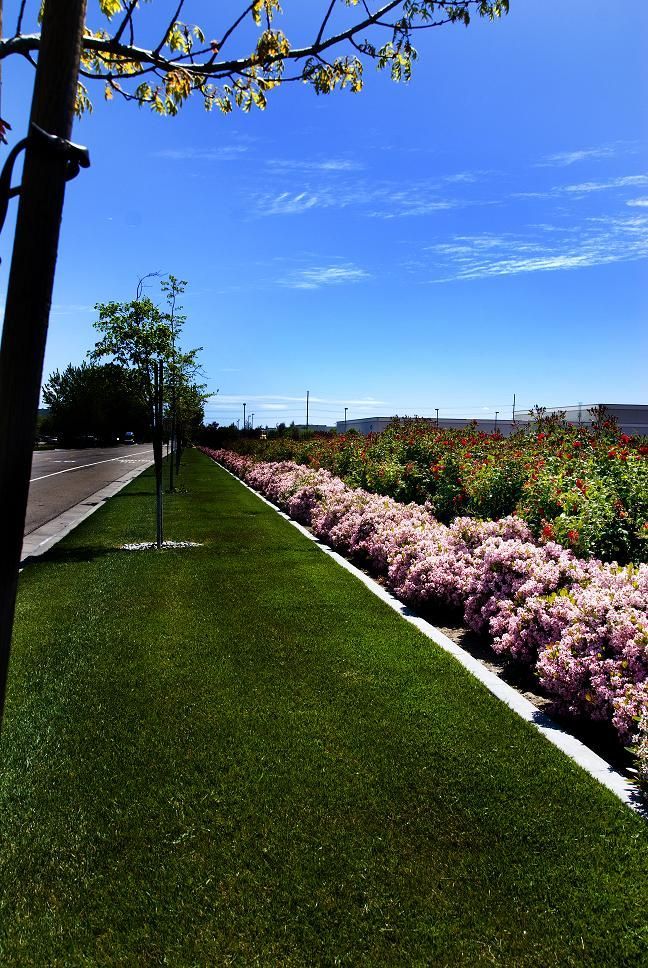 Sunny landscaped path beside pink flowers under a blue sky