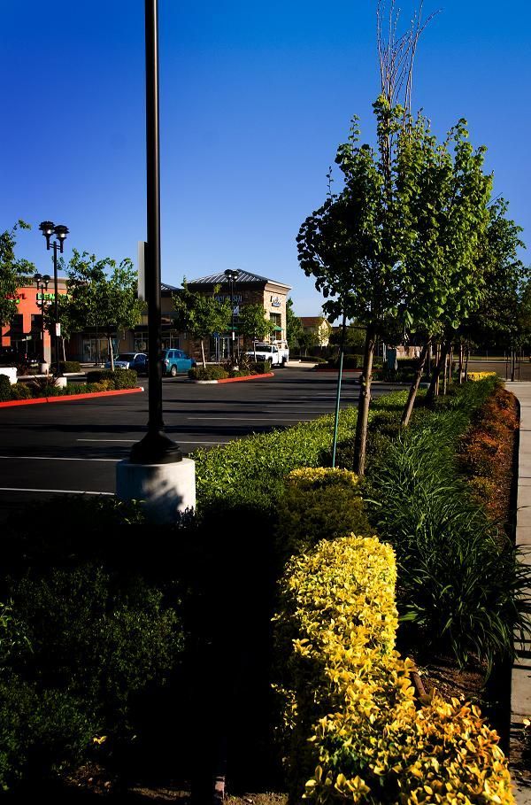 Sunlit sidewalk with lamp posts, shrubs, and a young tree beside a quiet street