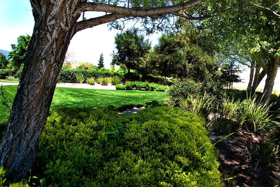 Sunny landscaped garden with trees, shrubs, and a green lawn