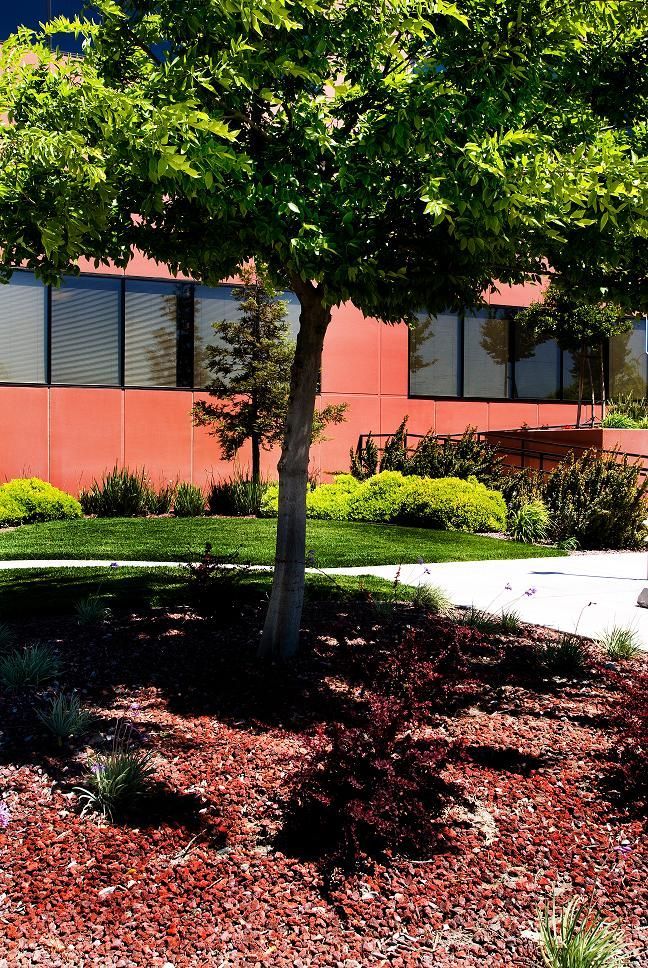 Tree in a landscaped courtyard beside a red building with windows and green grass.