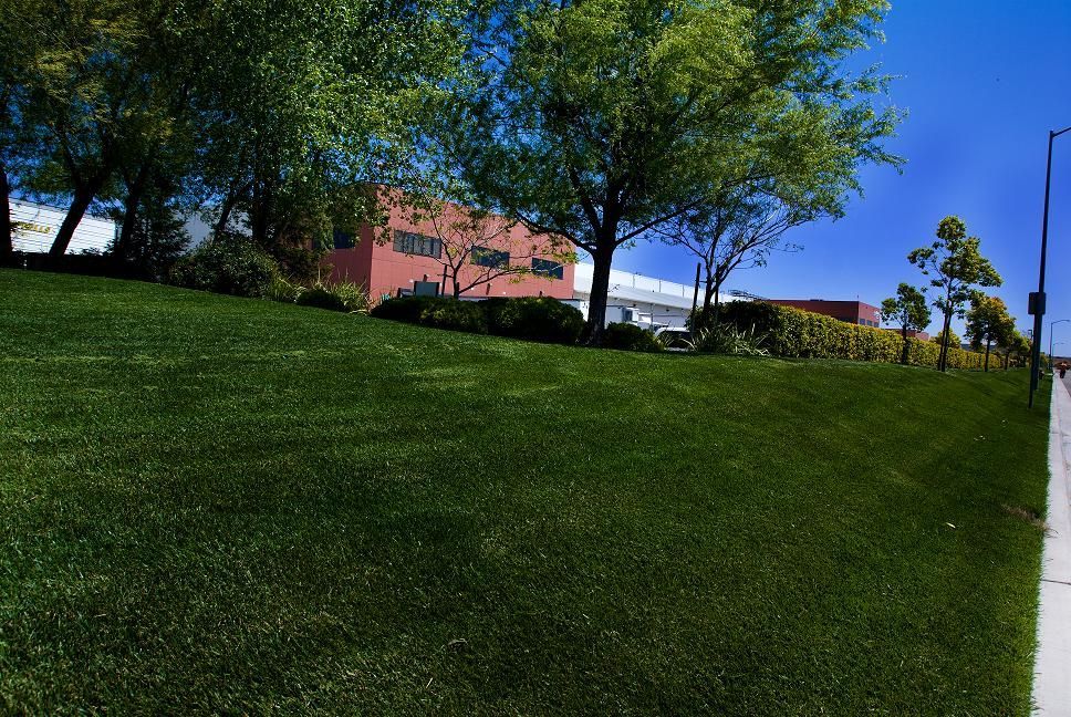 Grassy hillside with trees, a red building, and a blue sky beside a sidewalk