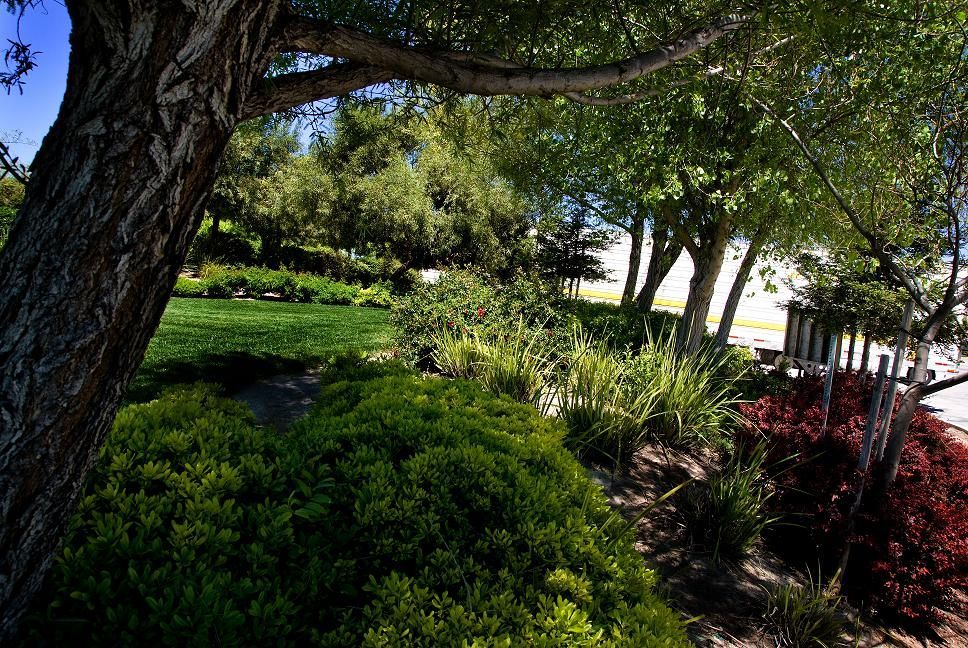 Sunny landscaped garden with trees, green shrubs, and red foliage beside a walkway