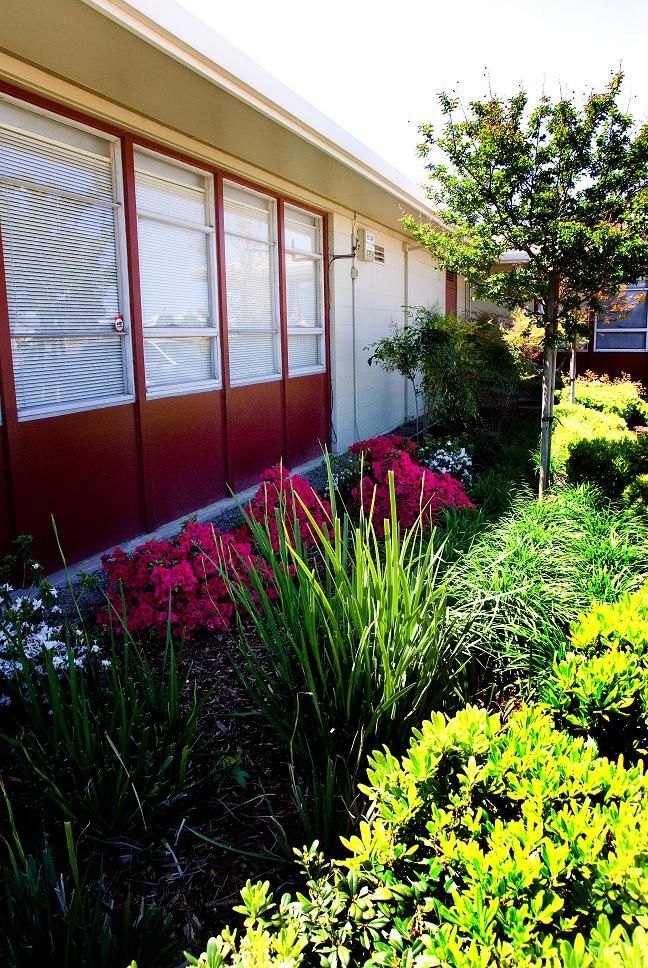 Sunlit house side yard with red flowers, green shrubs, and a tree along the wall