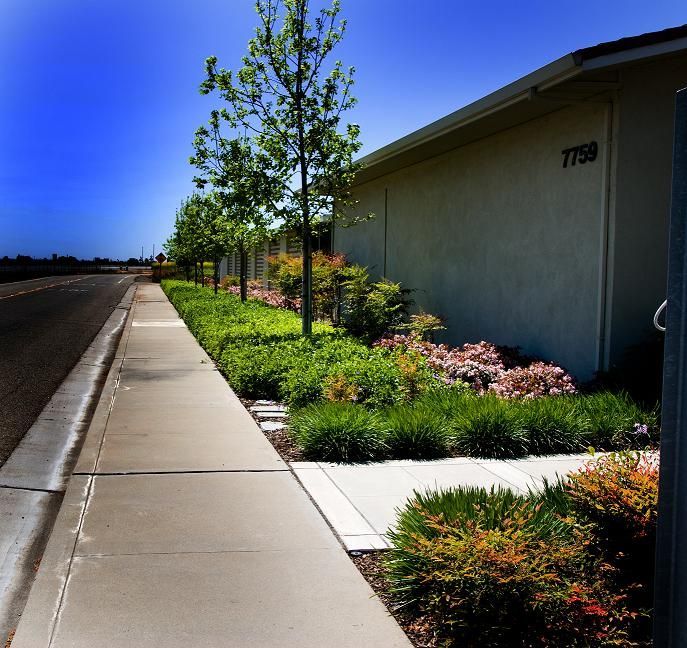 Sidewalk beside a building with landscaped shrubs and young trees under a clear blue sky