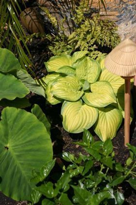 Lush green hostas and leafy plants in a garden, with a bamboo lantern at right