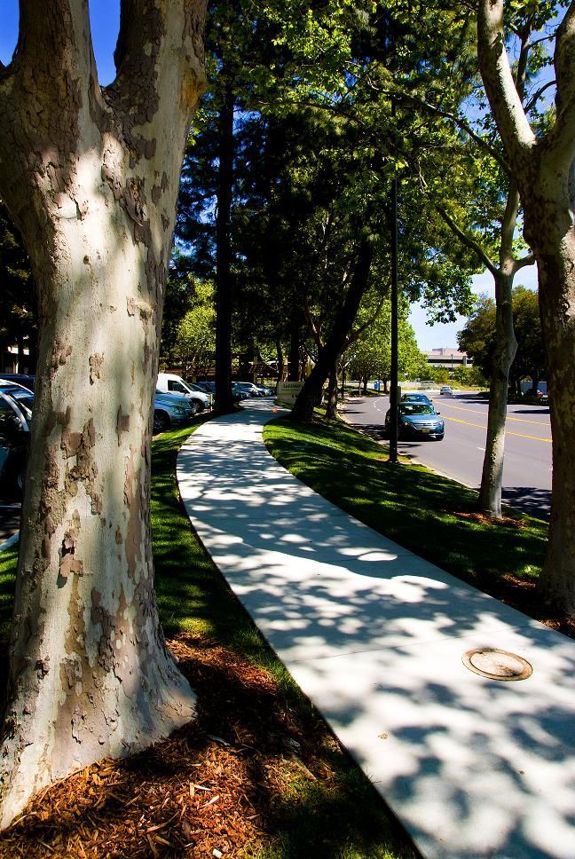 Shaded sidewalk curving through a tree-lined street with parked cars and bright sunlight