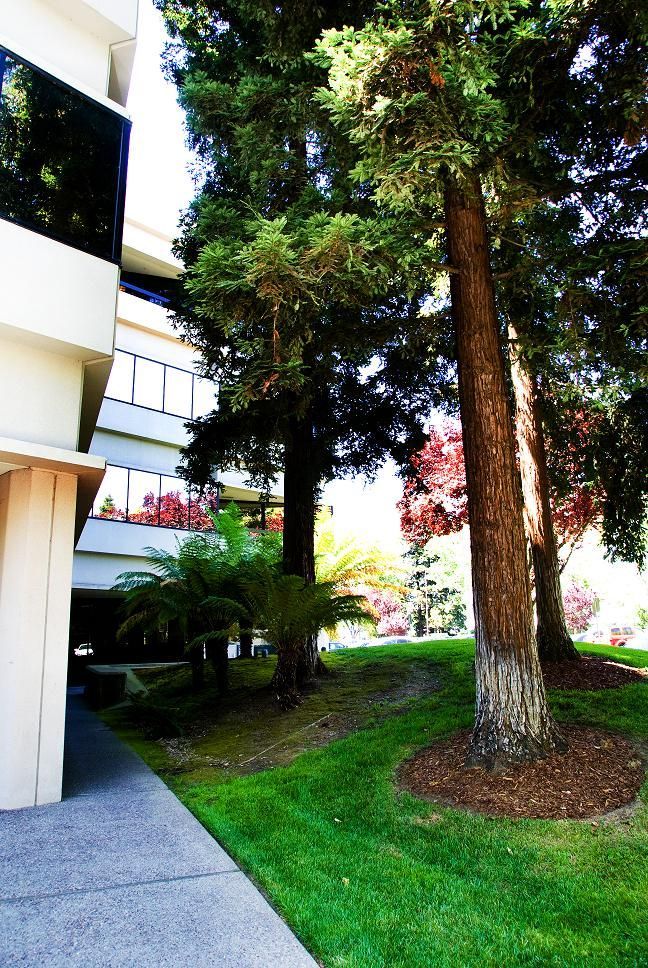 Landscaped courtyard with tall tree, grass, shrubs, and a building walkway on the left