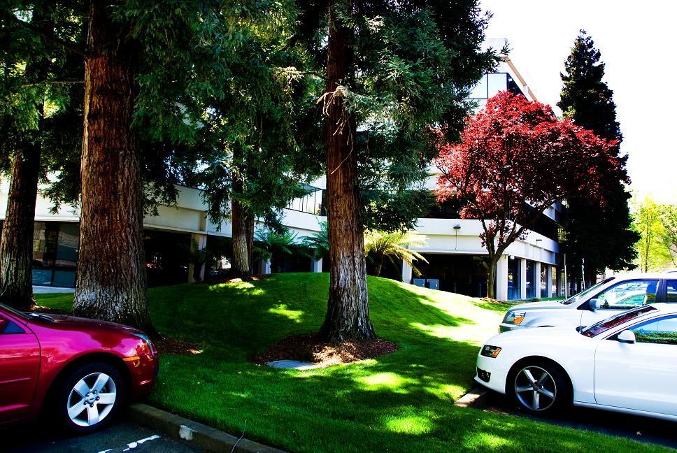 Parking lot with trees and a red flowering bush beside white and maroon cars in front of a building
