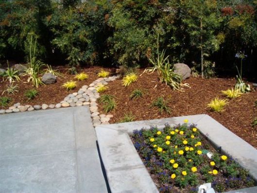 Concrete walkway beside a landscaped garden bed with yellow flowers and shrubs
