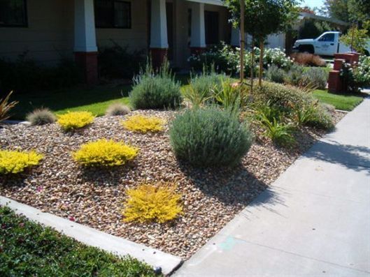 Front yard landscaping with yellow and green shrubs beside a sidewalk