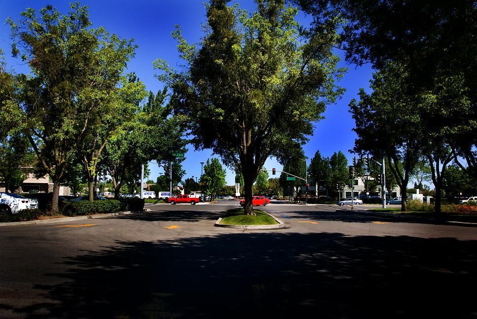 Tree-lined parking lot with red cars under a bright blue sky
