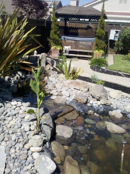 Backyard garden pond with rocks, water plants, and a small wooden bridge in the background