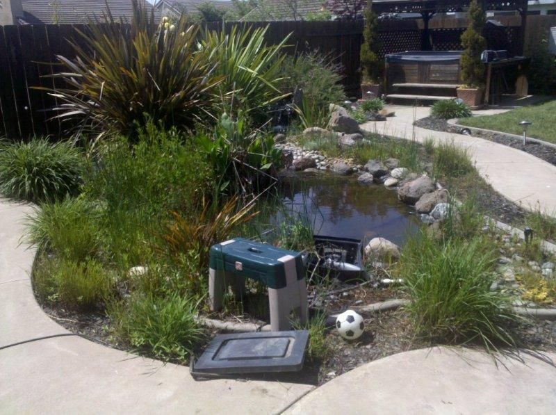 A pond garden with rocks, grasses, a soccer ball, and a green trash bin beside a concrete path.