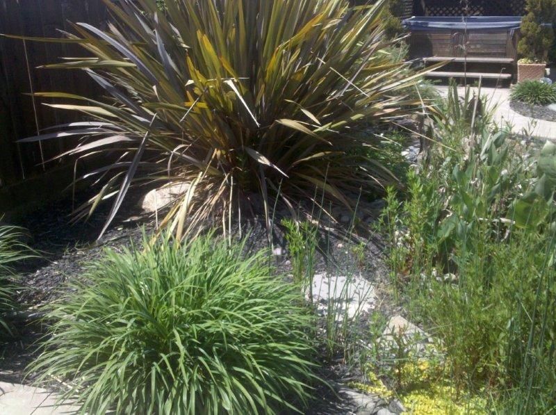 Garden with spiky ornamental plants and grass in sunlight