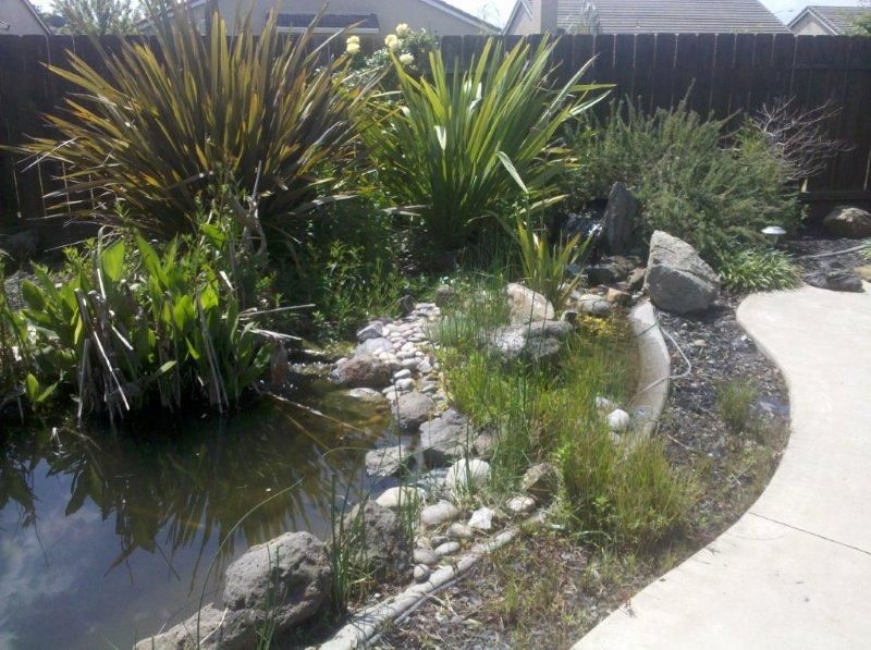 Curved garden pond with rocks, tall green plants, and a white path beside it