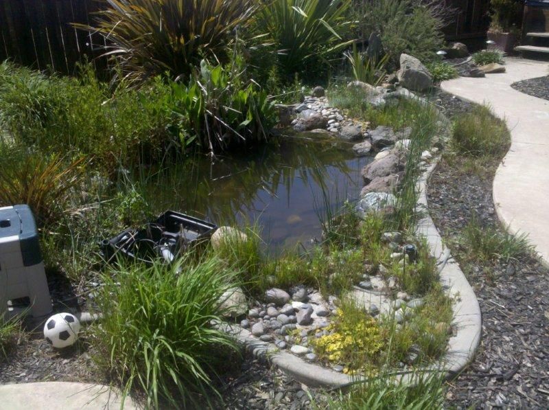Backyard pond with rocks, tall grass, and a gravel path beside it
