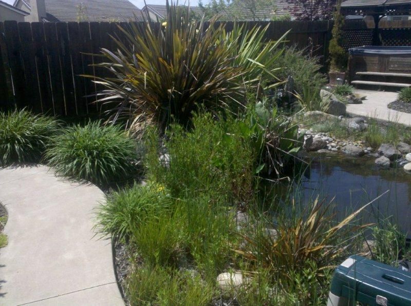 Backyard garden pond with tall grasses, a stepping path, and a black fence in sunlight
