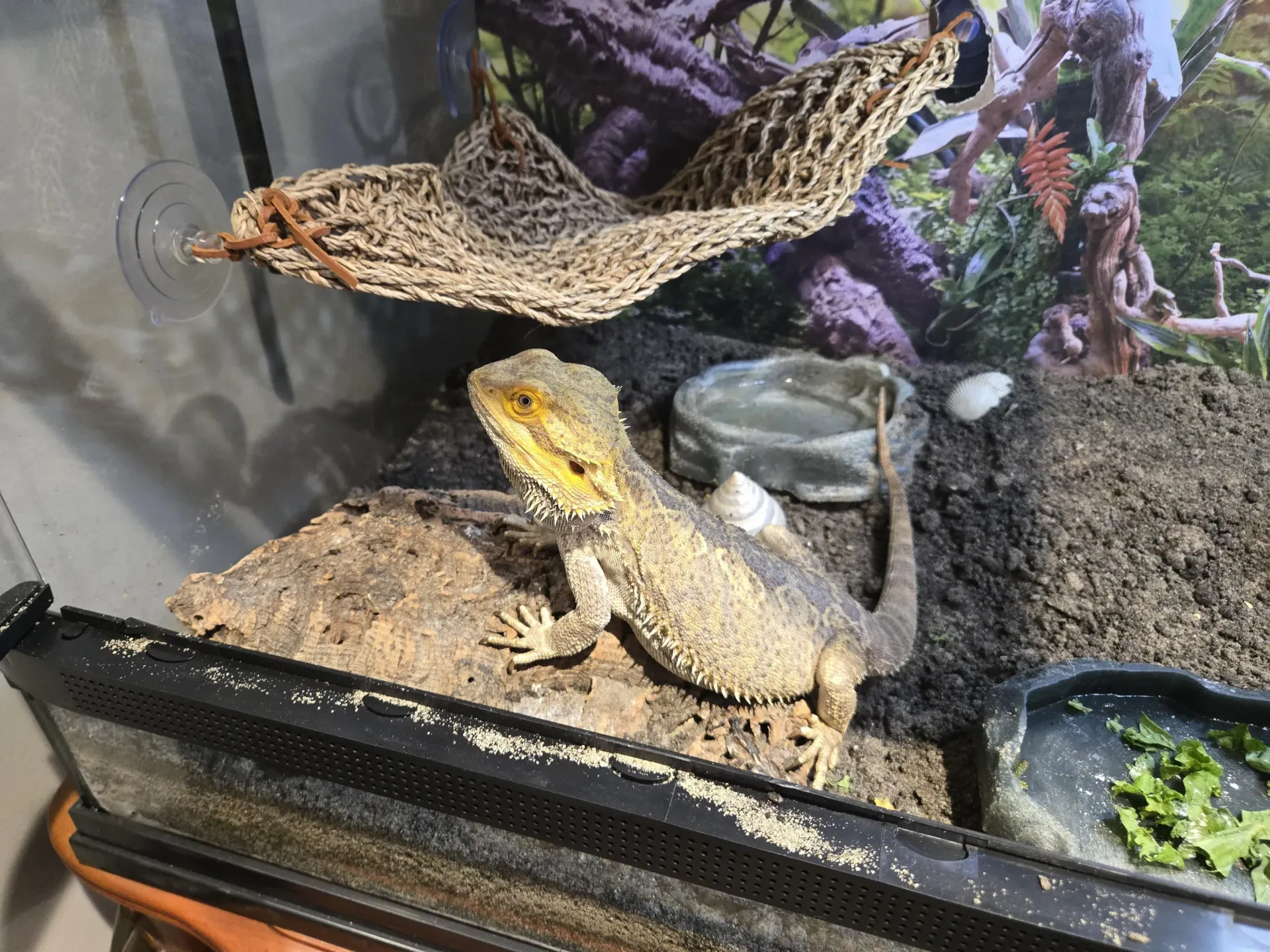 A bearded dragon sits on a piece of bark inside a terrarium with a mesh hammock, water dish, and leafy greens.